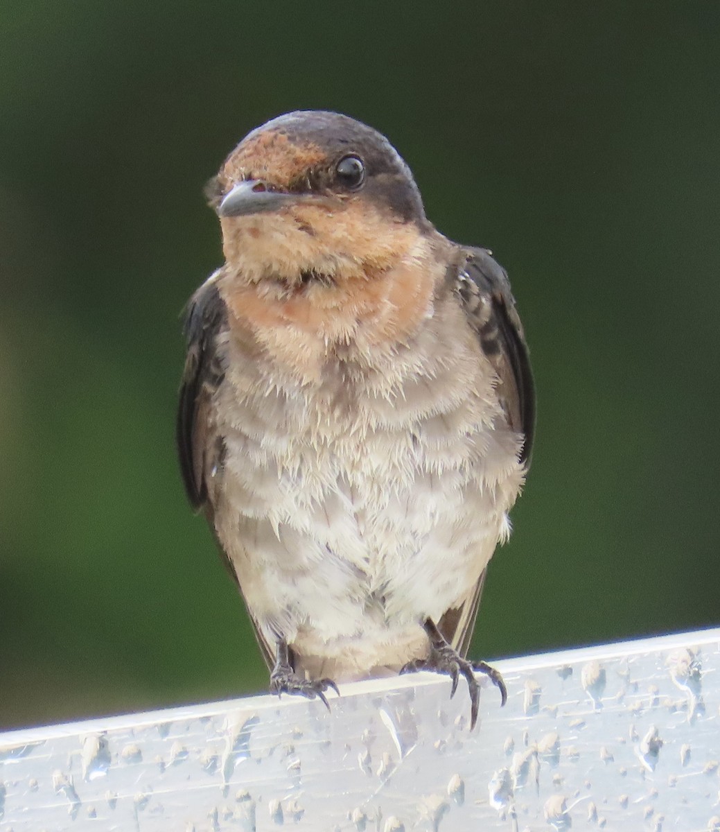 Pacific Swallow - ML646872541
