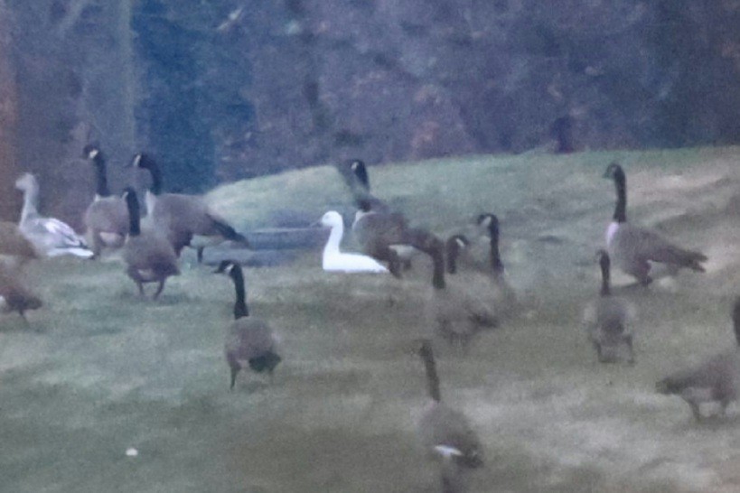 Цасны галуу - ML646872542