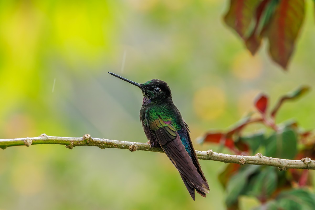 Blue-throated Starfrontlet - ML646872543
