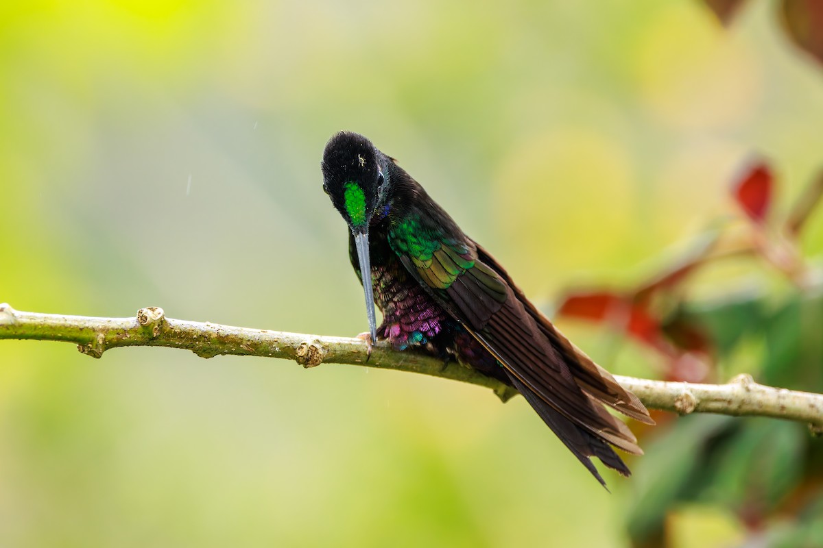 Blue-throated Starfrontlet - ML646872544