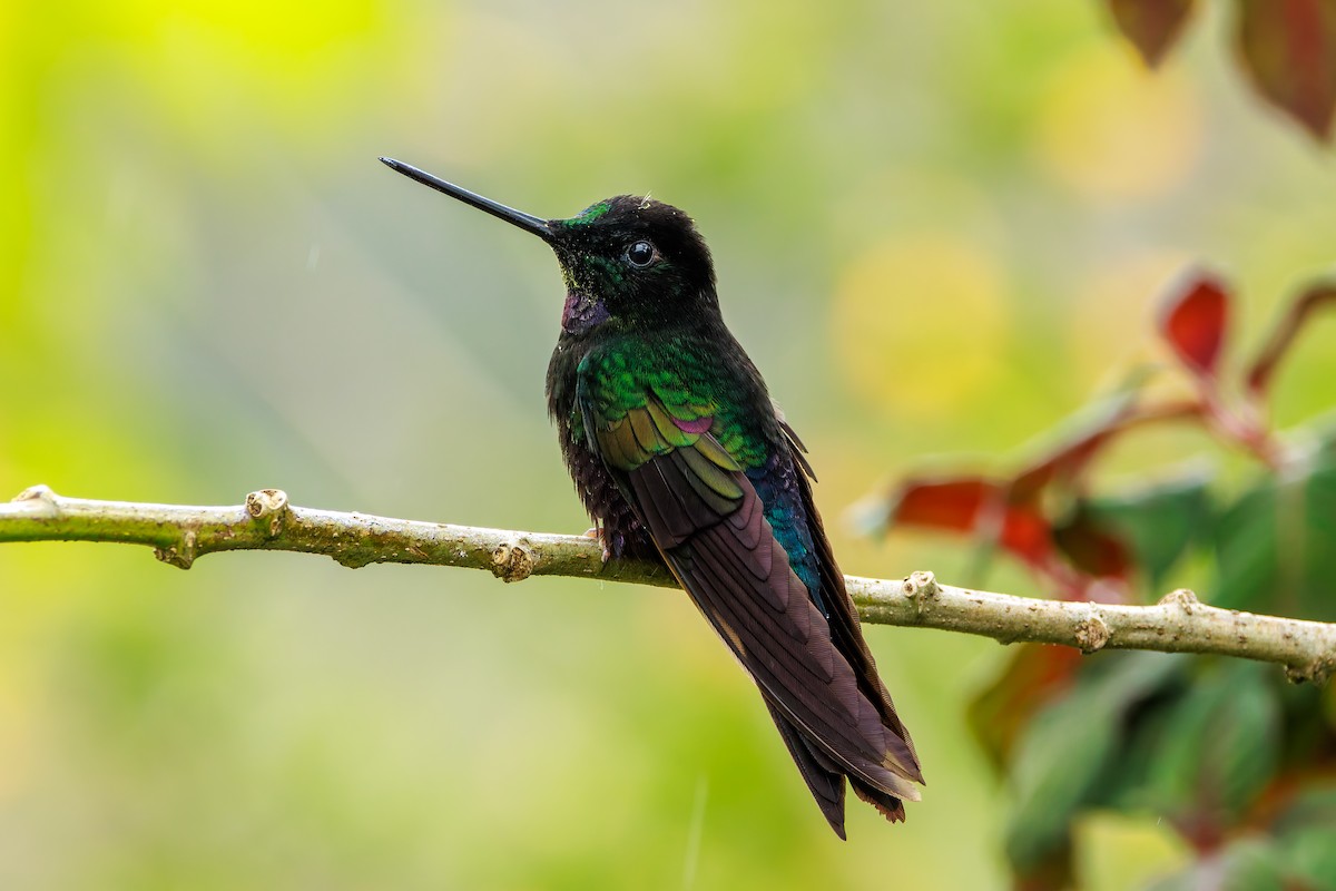 Blue-throated Starfrontlet - ML646872545