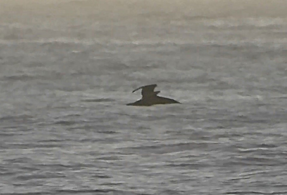 Basstölpel - ML646872546