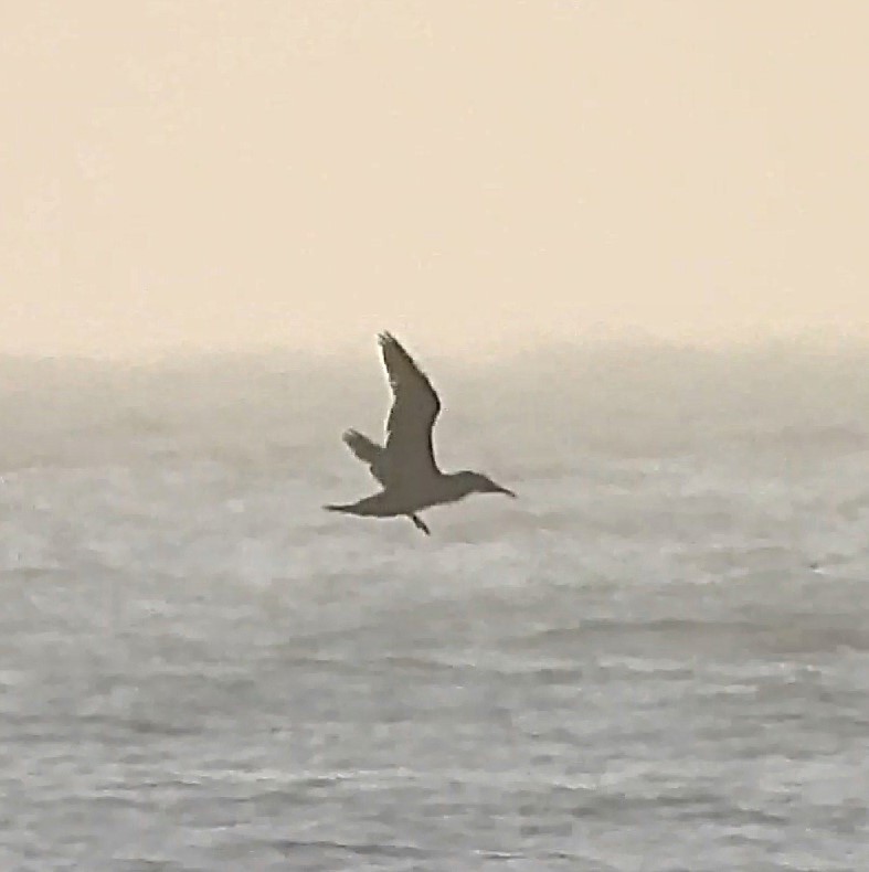 Basstölpel - ML646872547