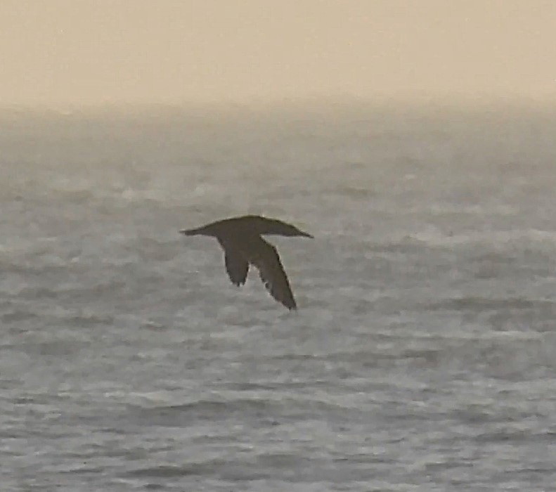 Basstölpel - ML646872548