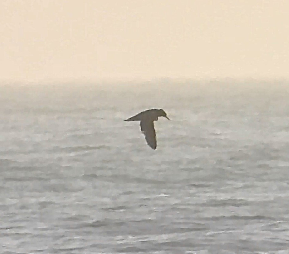 Basstölpel - ML646872549