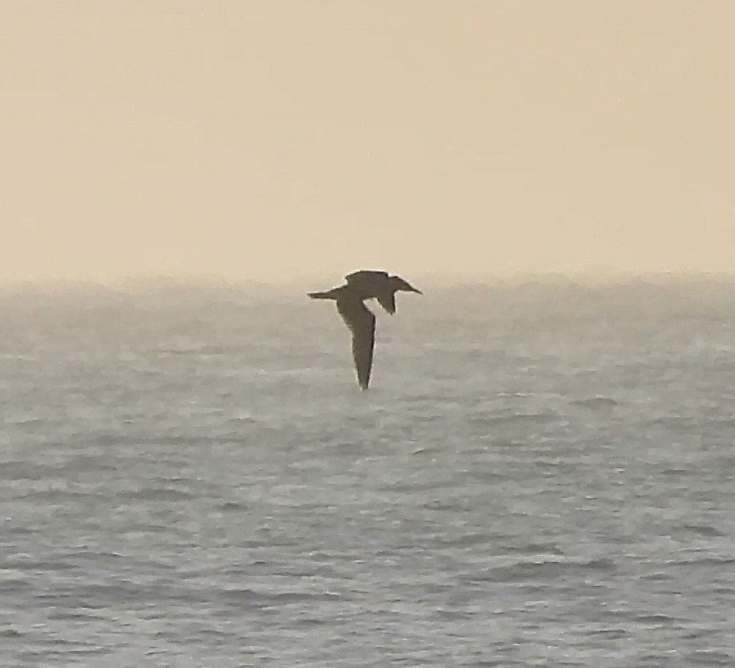 Basstölpel - ML646872550