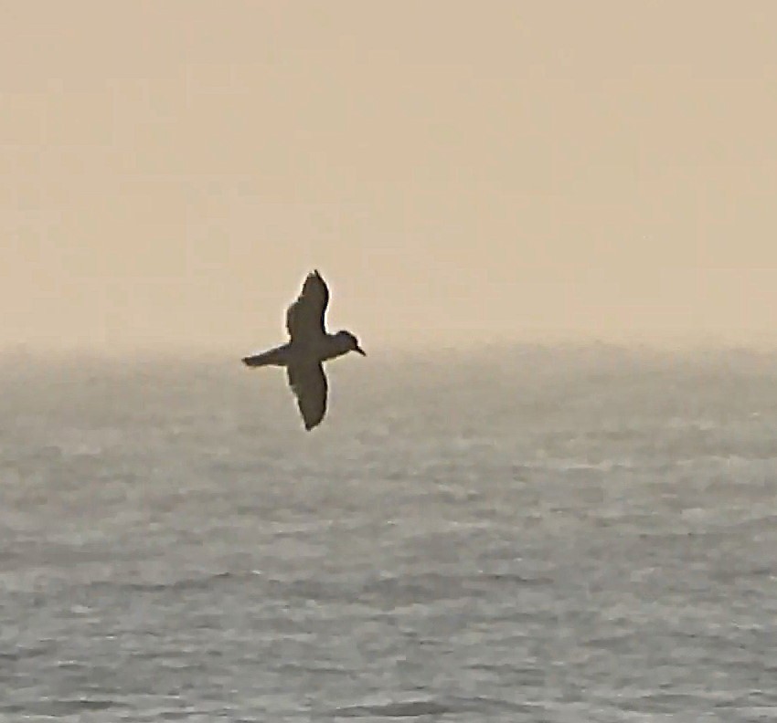 Basstölpel - ML646872551