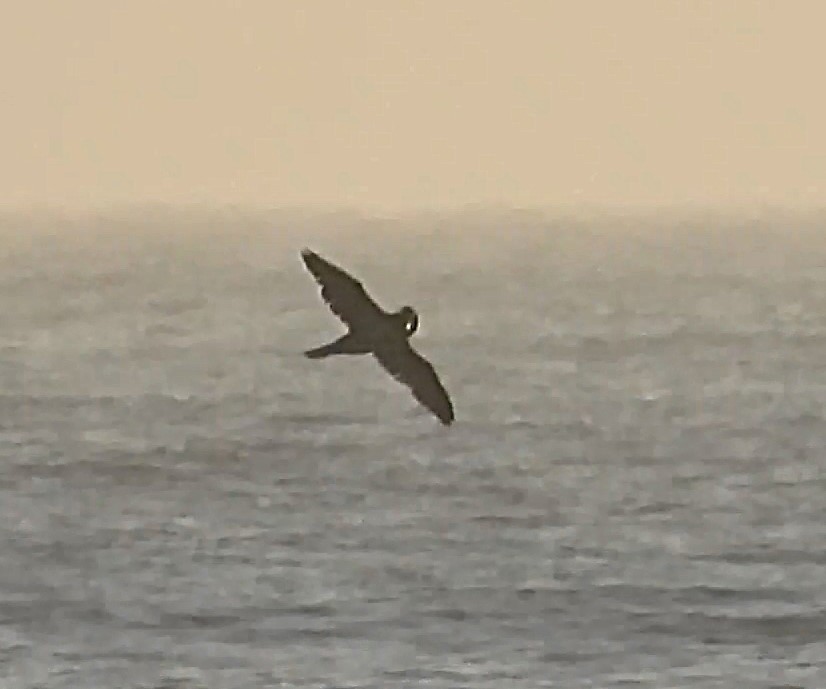 Basstölpel - ML646872552