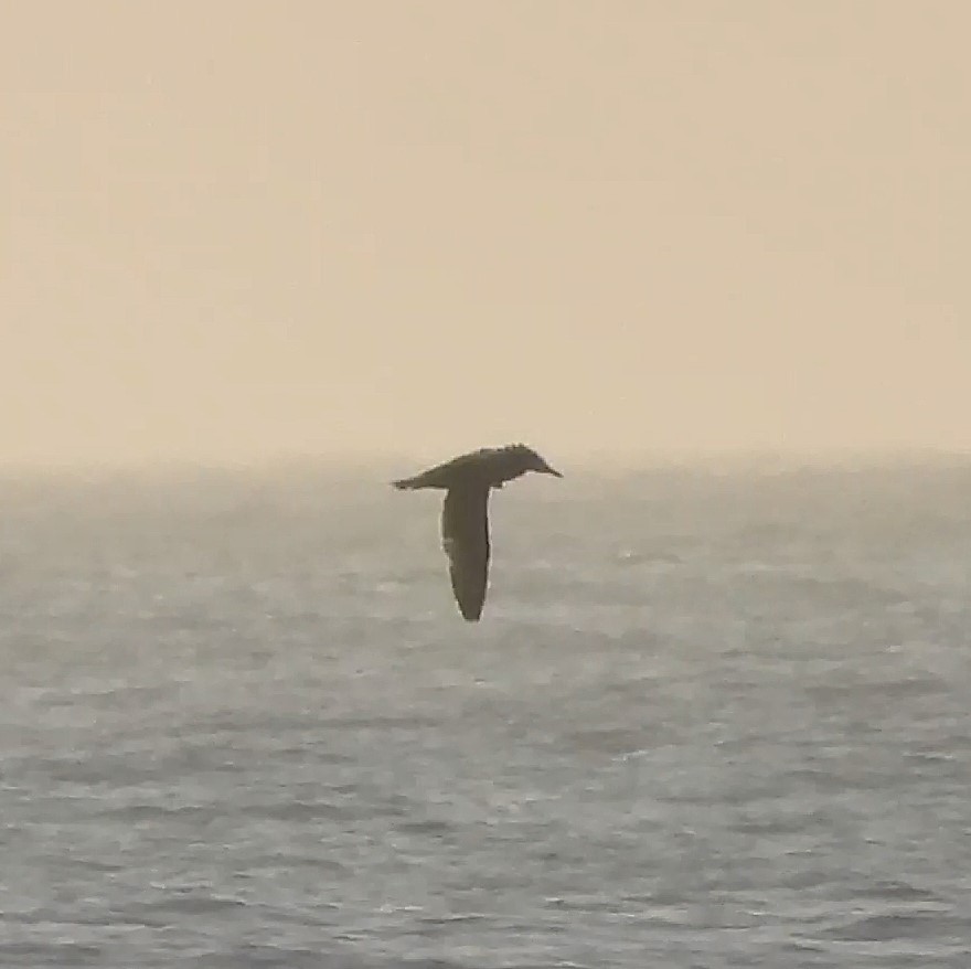 Basstölpel - ML646872553