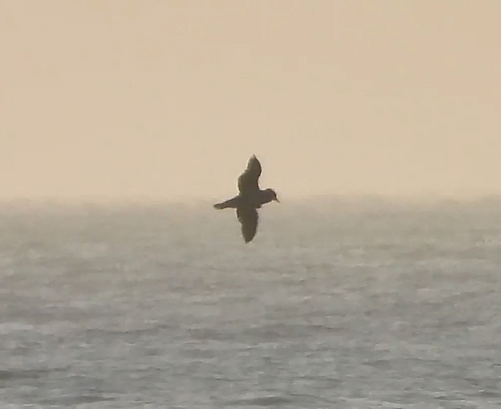 Basstölpel - ML646872554