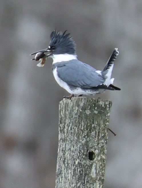 Belted Kingfisher - ML646872556