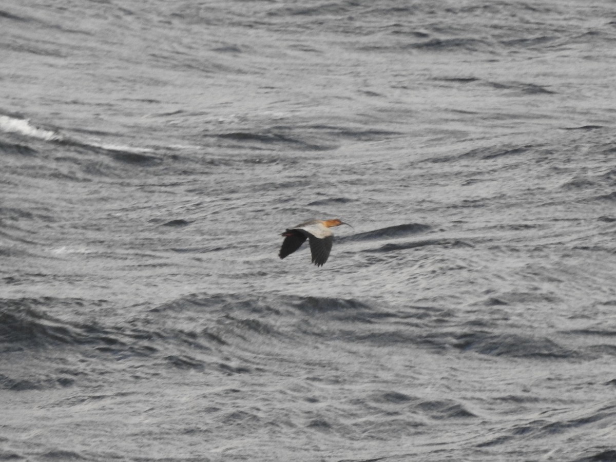 Bandurria Austral - ML646872558