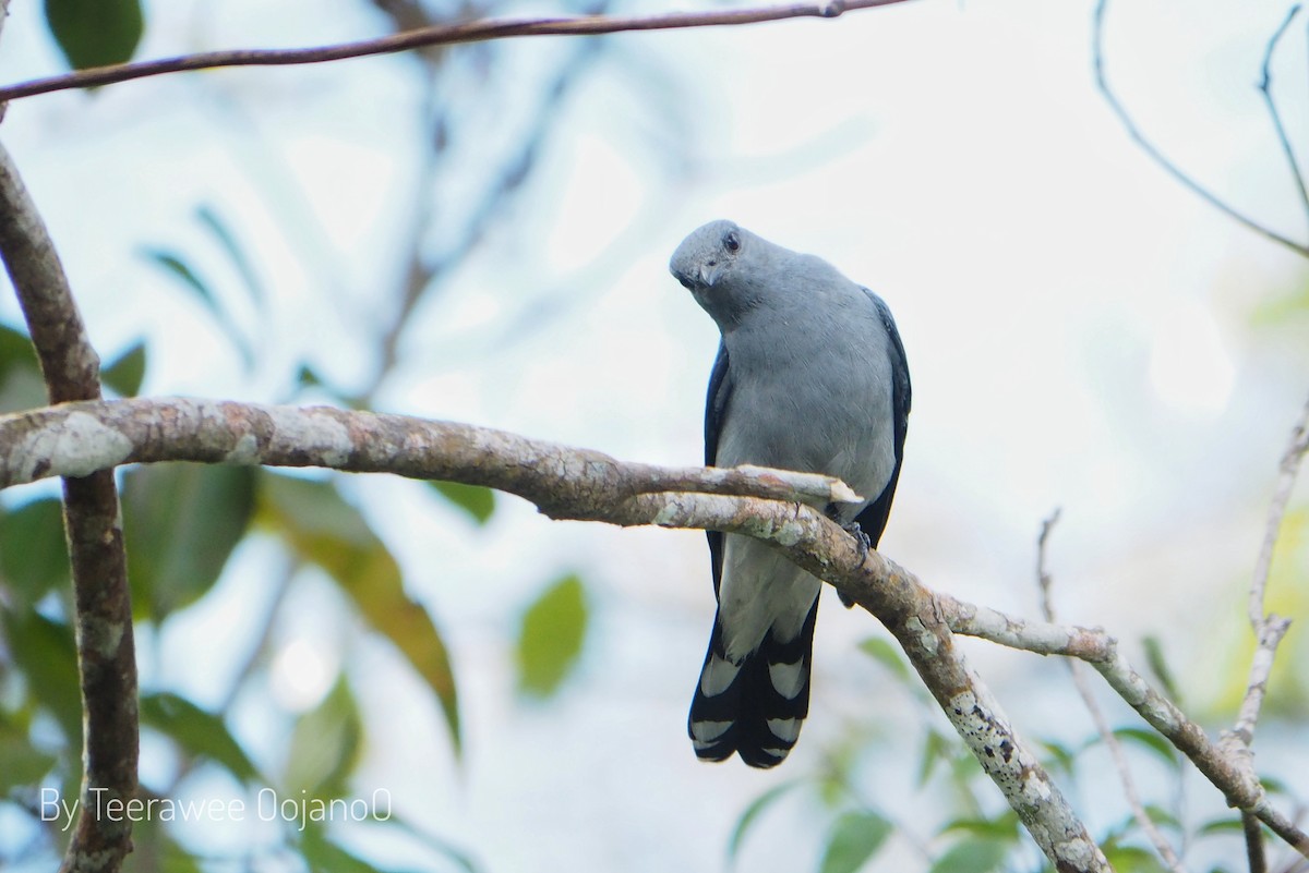 Black-winged Cuckooshrike - ML646872559