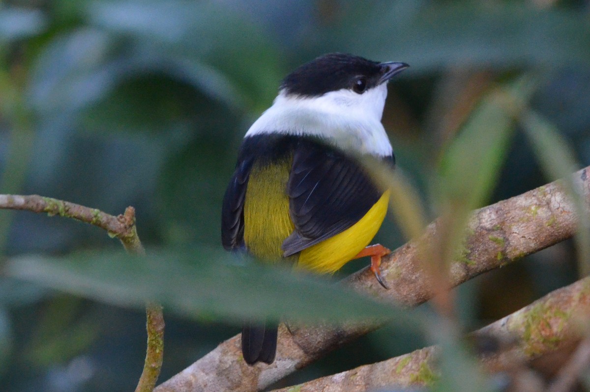 White-collared Manakin - ML646872560