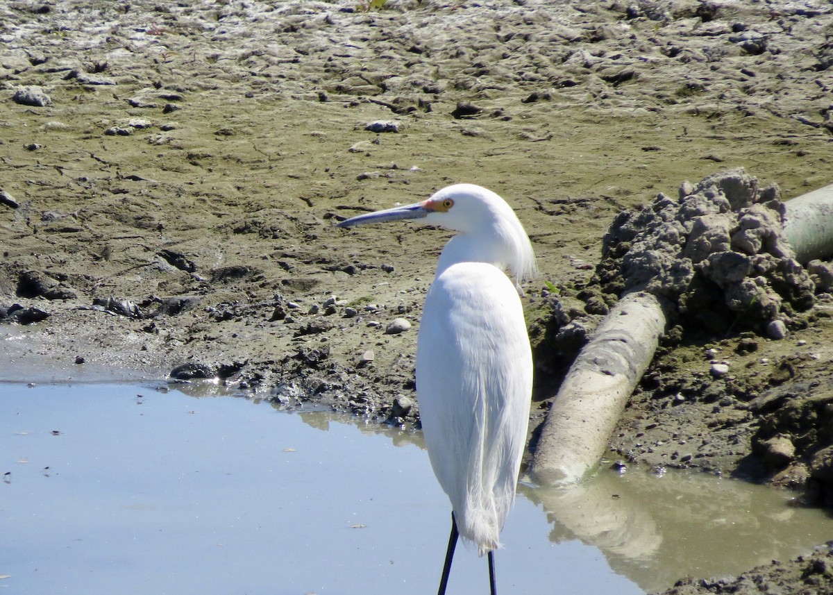 Aigrette neigeuse - ML646872562