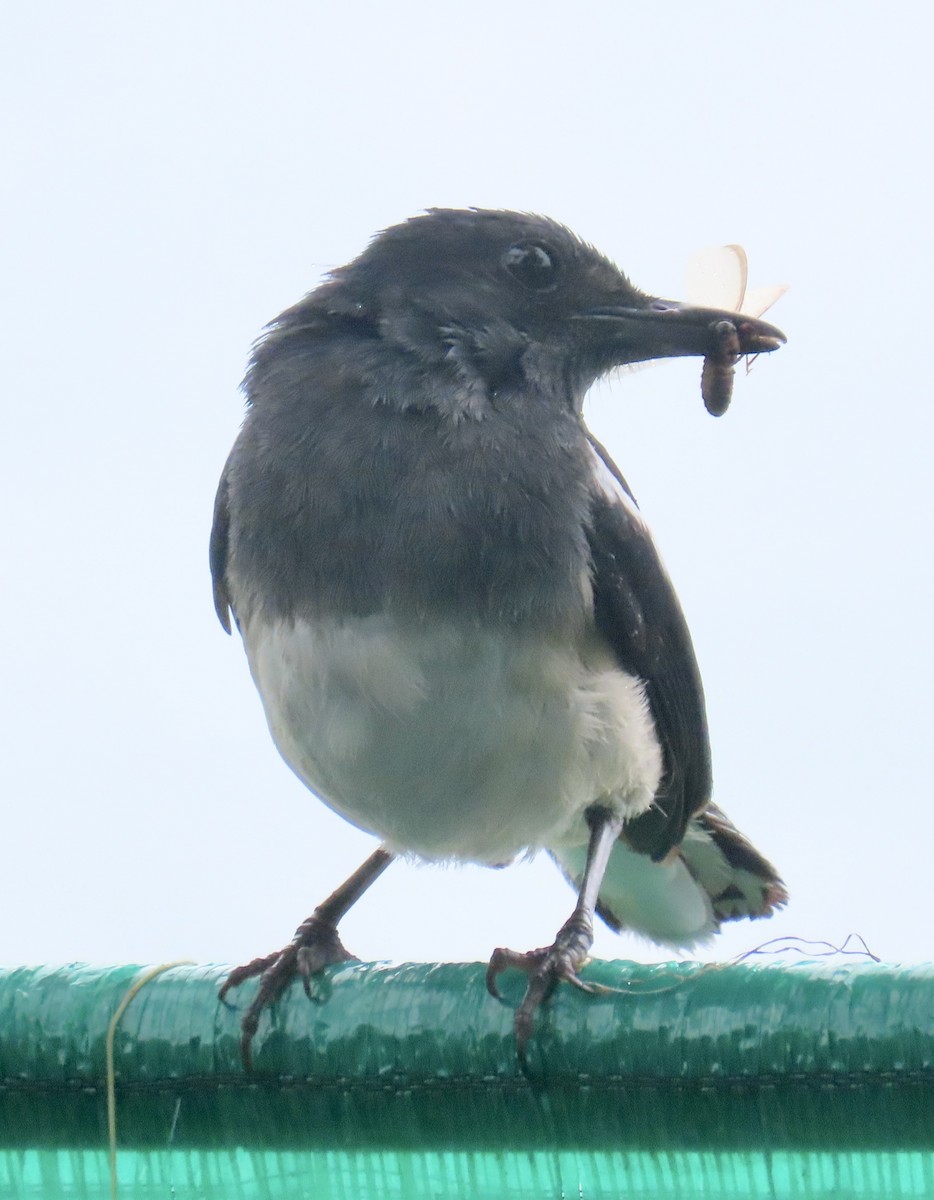 Шама східна - ML646872564