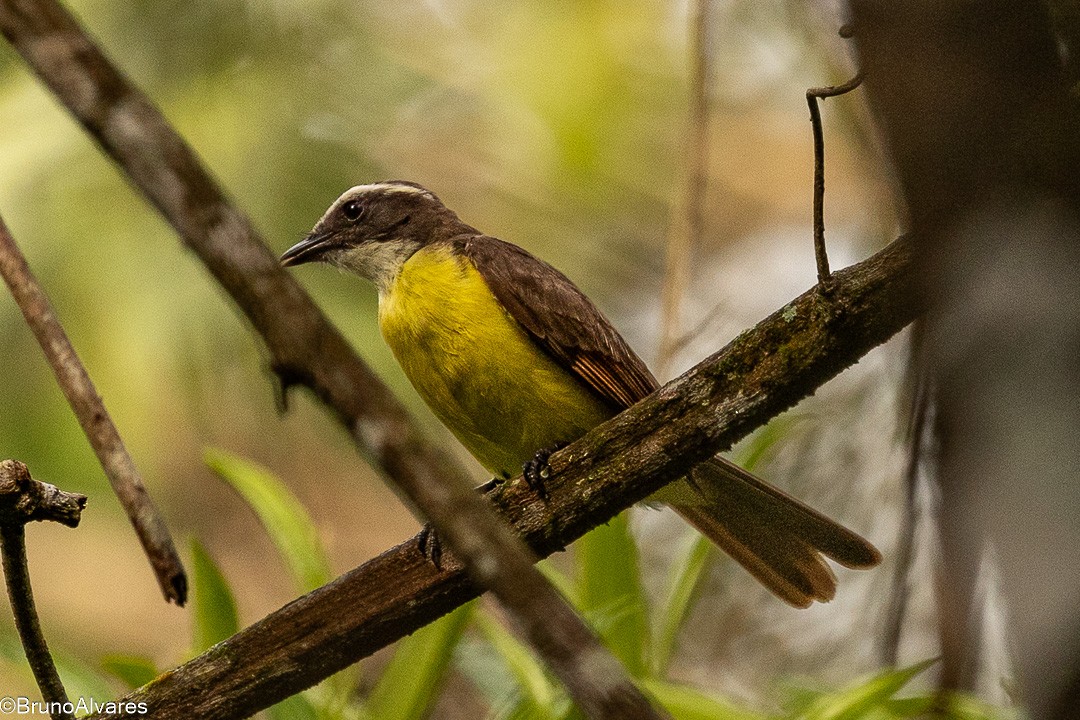 Бієнтевіо рудокрилий - ML646872566