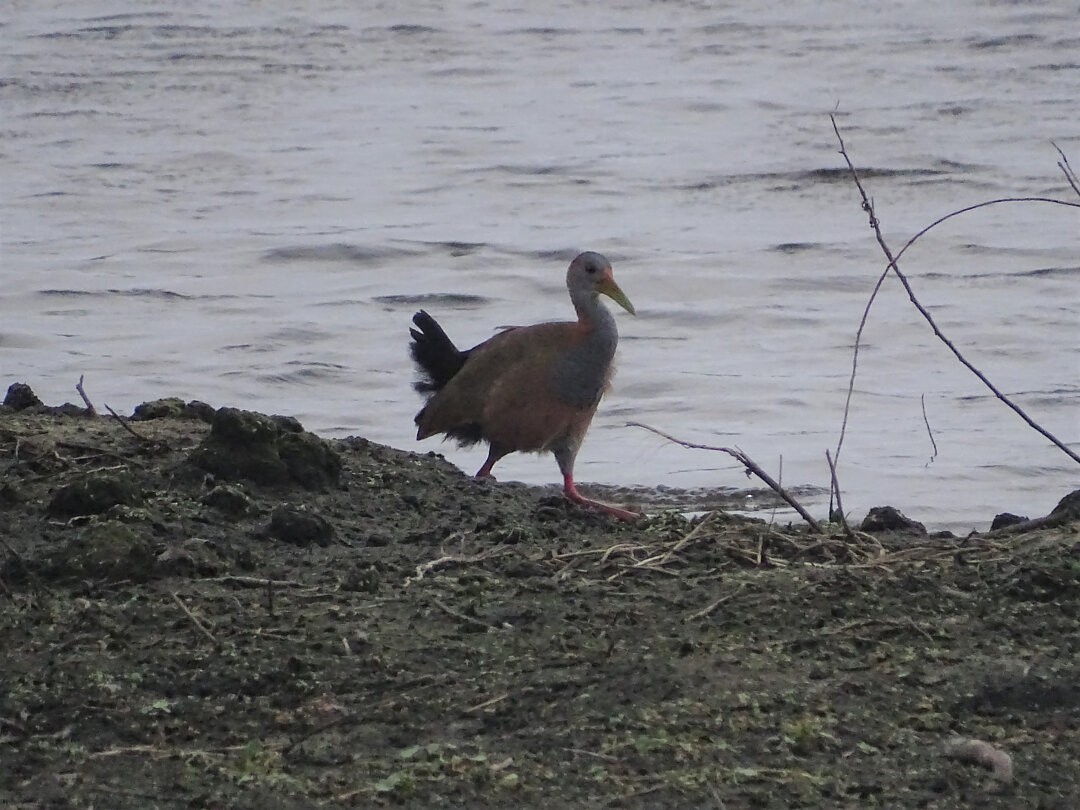 Пастушок гігантський - ML646872568