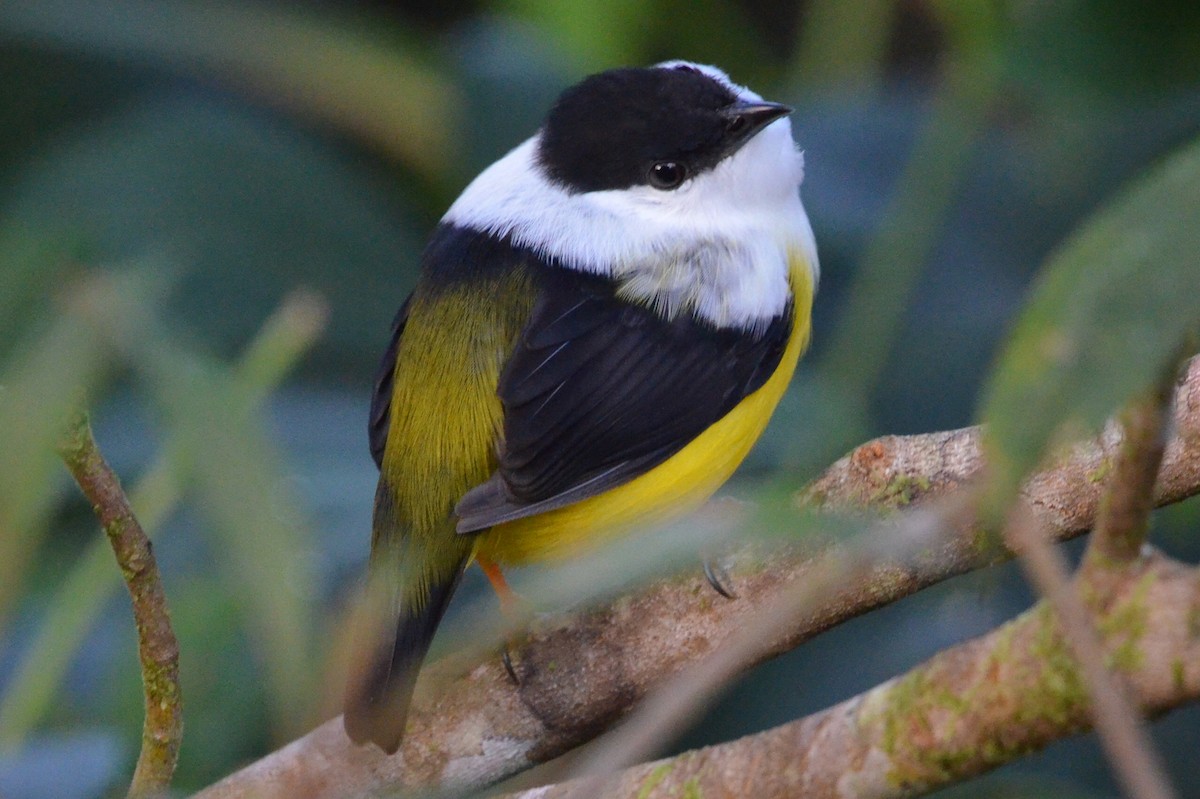 White-collared Manakin - ML646872569
