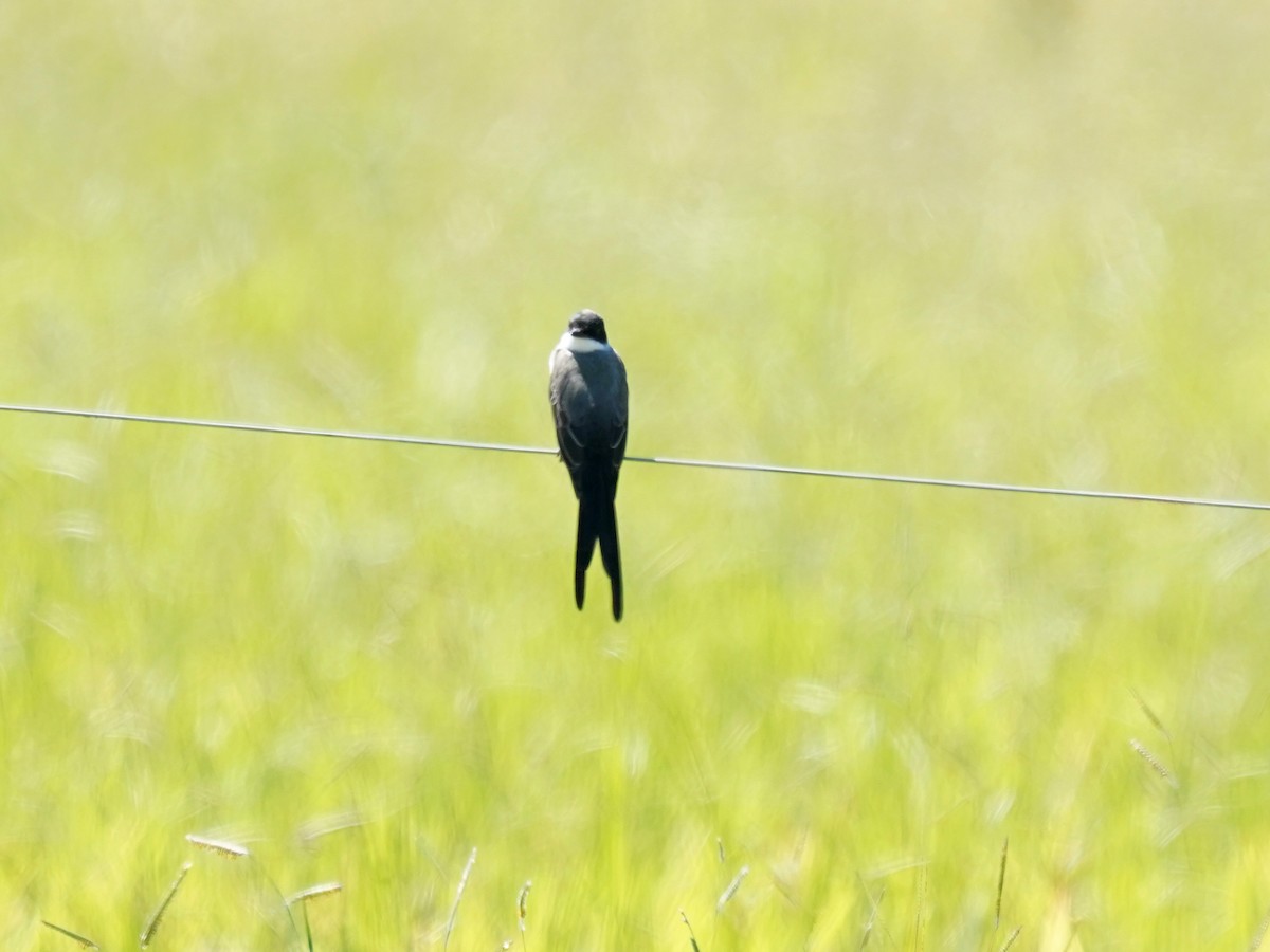 Fork-tailed Flycatcher - ML646872570