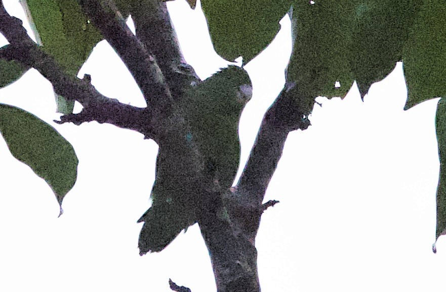 Riparian Parrotlet - ML646872573