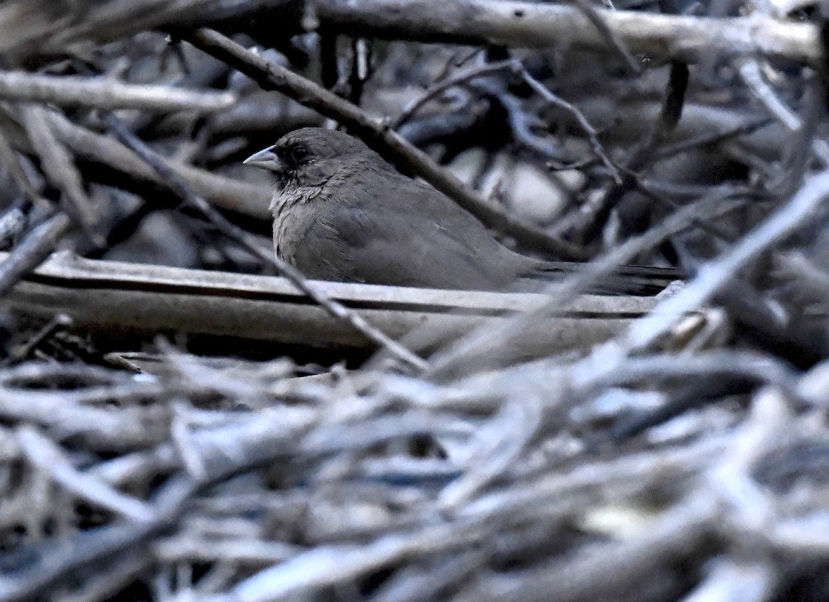 メグロトウヒチョウ - ML646872574