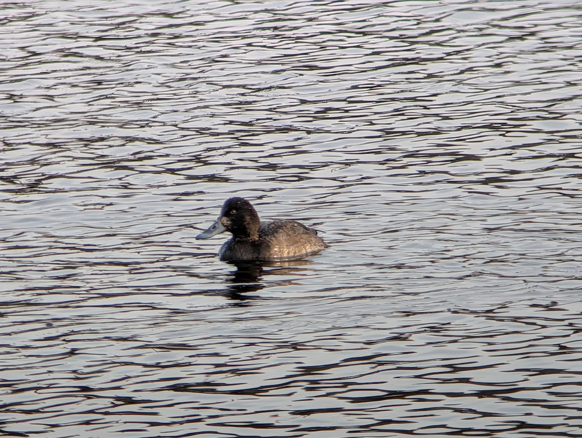 Морская чернеть - ML646872575