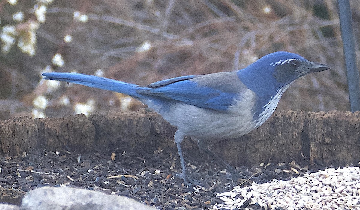 Калифорнийская сойка - ML646872577