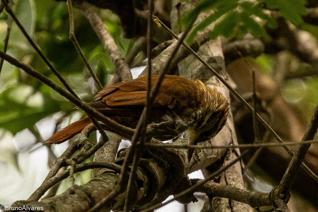 Піколезна руда - ML646872581