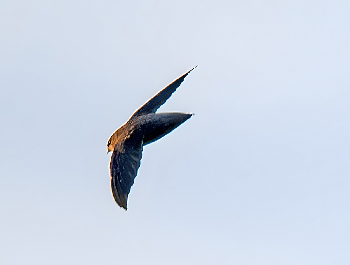 Chimney Swift - ML646872583