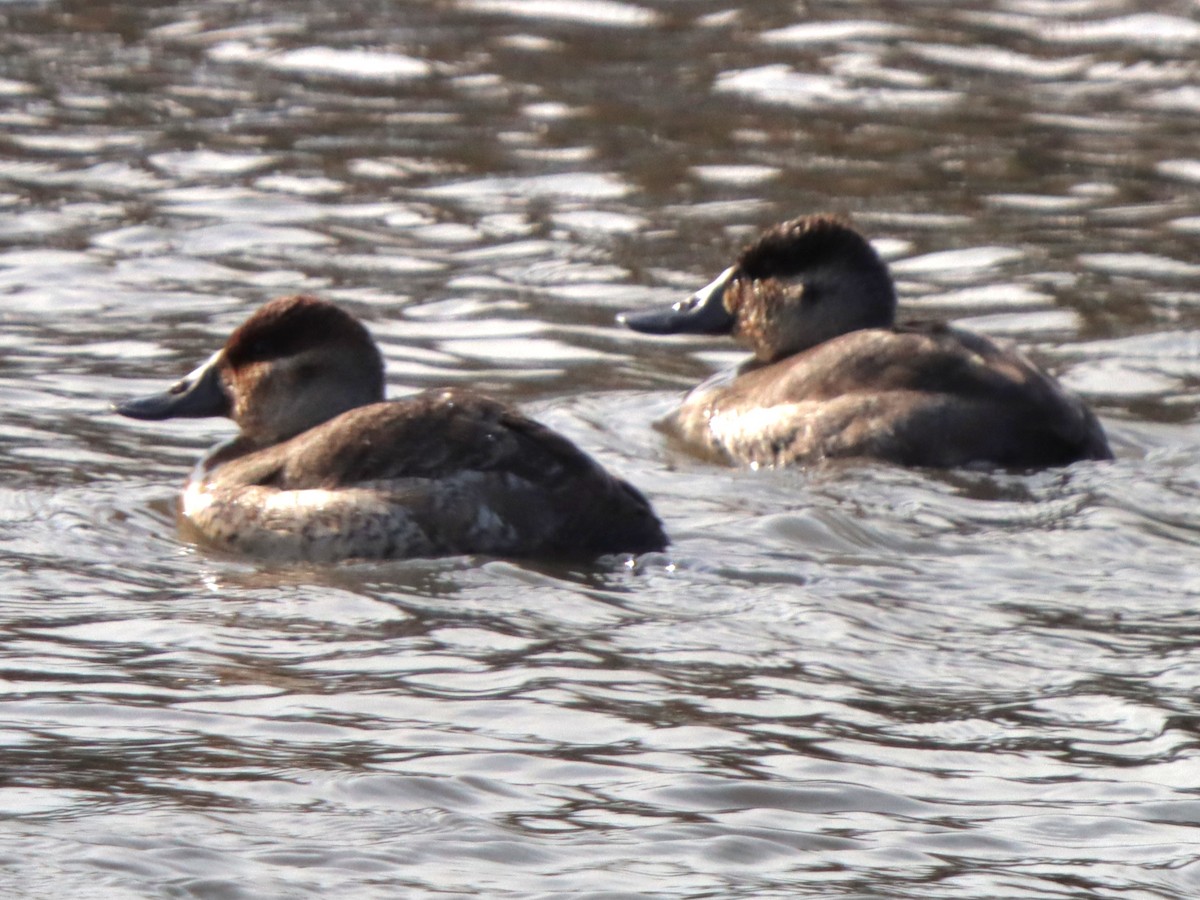 Савка американська - ML646872586