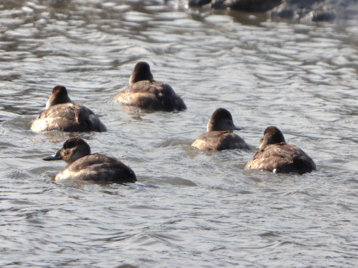 Савка американська - ML646872587