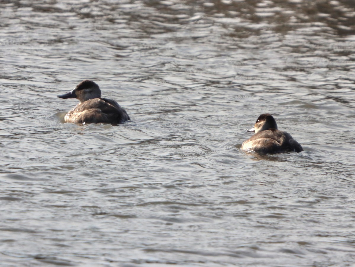 Савка американська - ML646872588