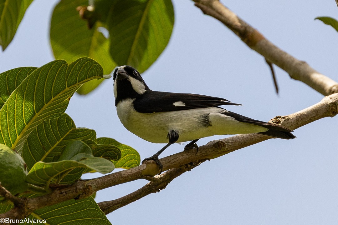 Зерноїд біловусий - ML646872592