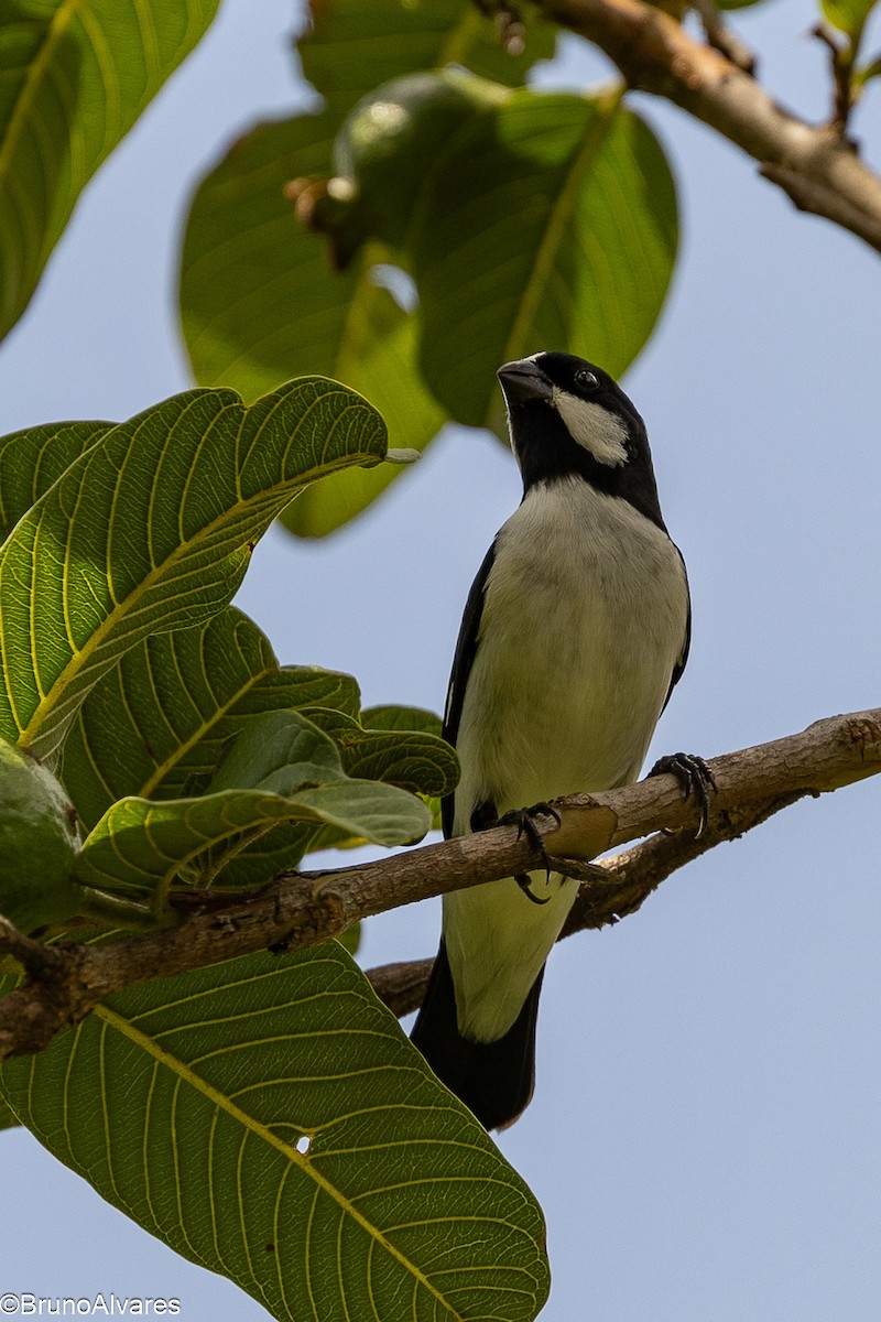Зерноїд біловусий - ML646872593