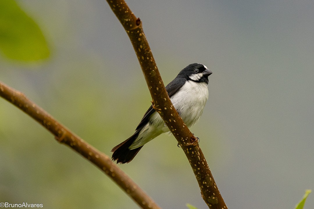 Зерноїд біловусий - ML646872594