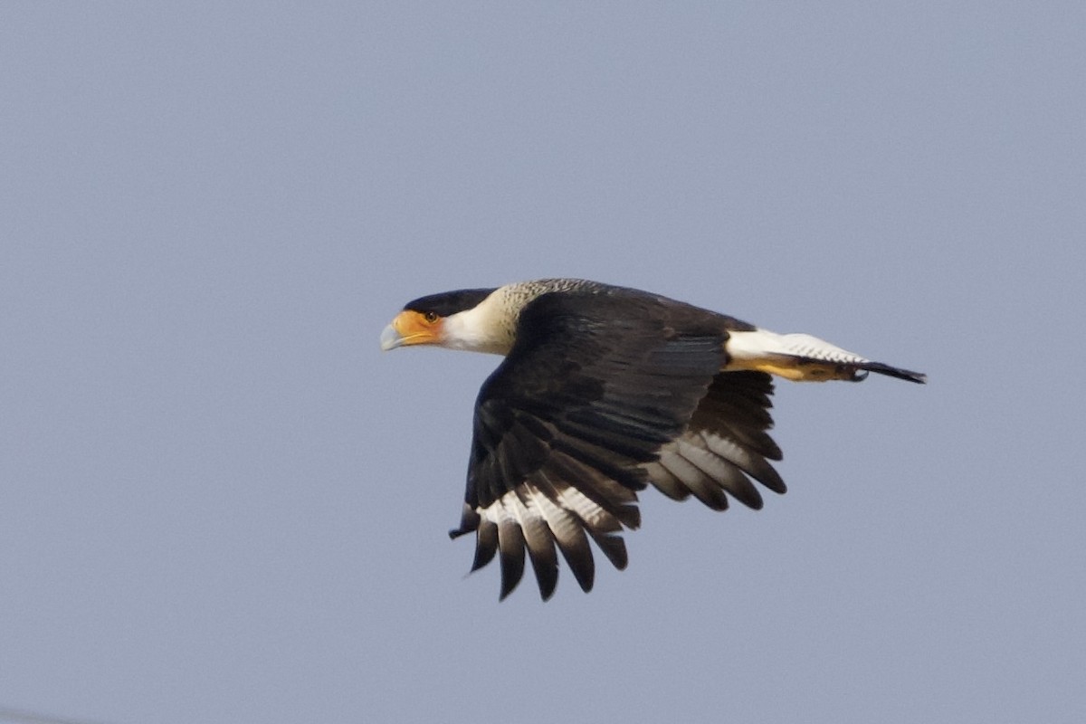 Crested Caracara - ML646872596