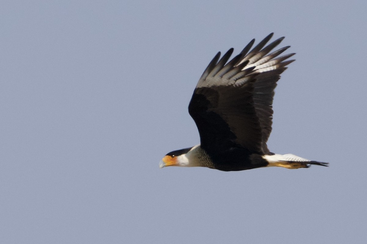 Crested Caracara - ML646872597