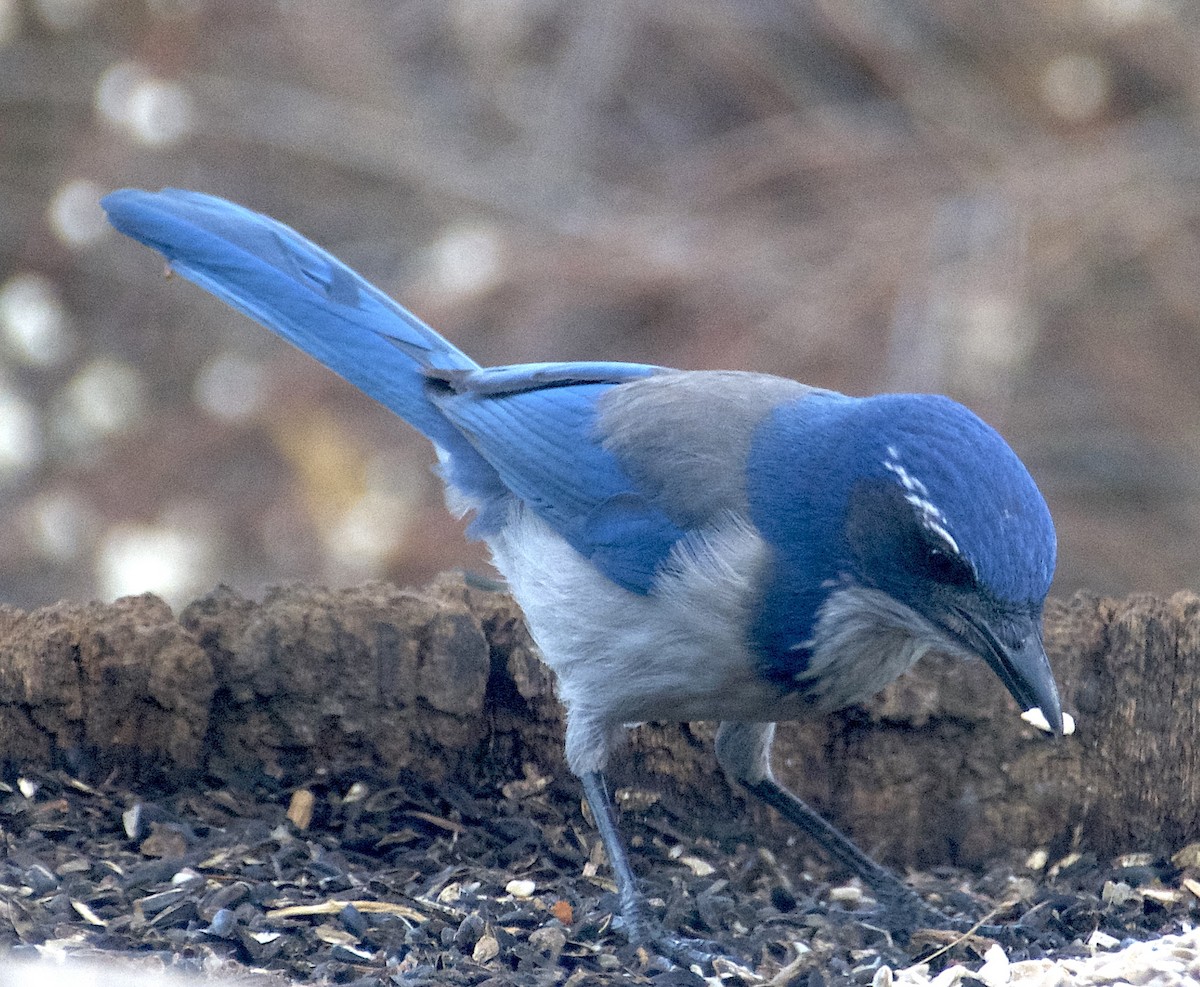 Калифорнийская сойка - ML646872600