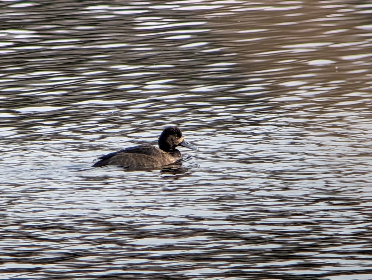 Морская чернеть - ML646872603