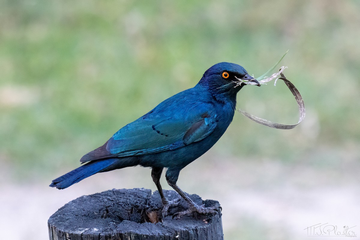 Cape Starling - ML646872604