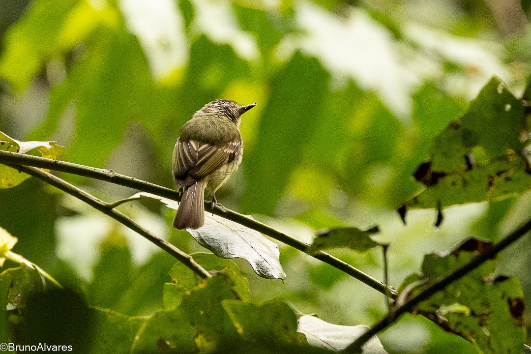 Тиран-інка буроголовий - ML646872615