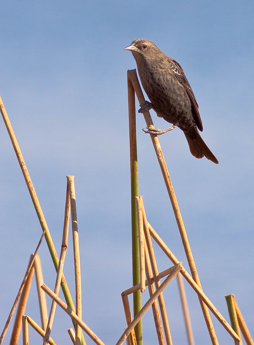 Red-winged Blackbird - ML646872616