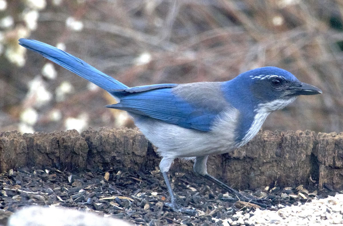 Калифорнийская сойка - ML646872617