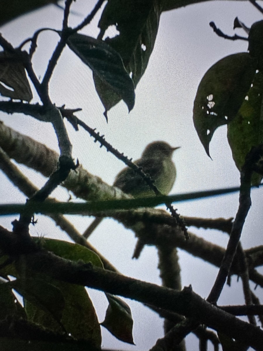 Fiofío Belicoso - ML646872624