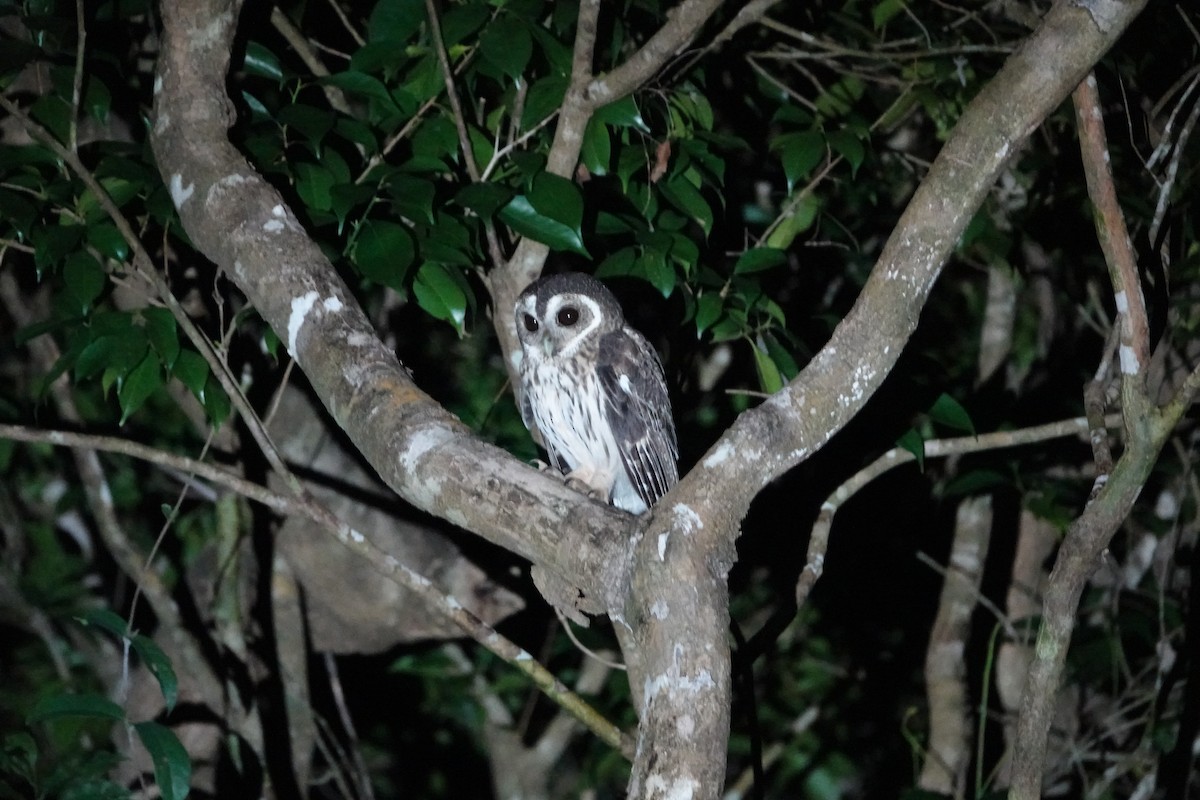 ナンベイヒナフクロウ - ML646872628