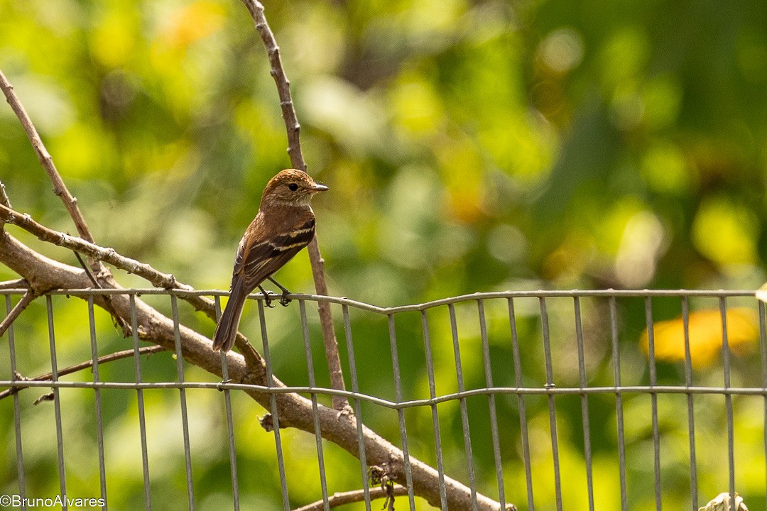 Курета іржаста - ML646872632
