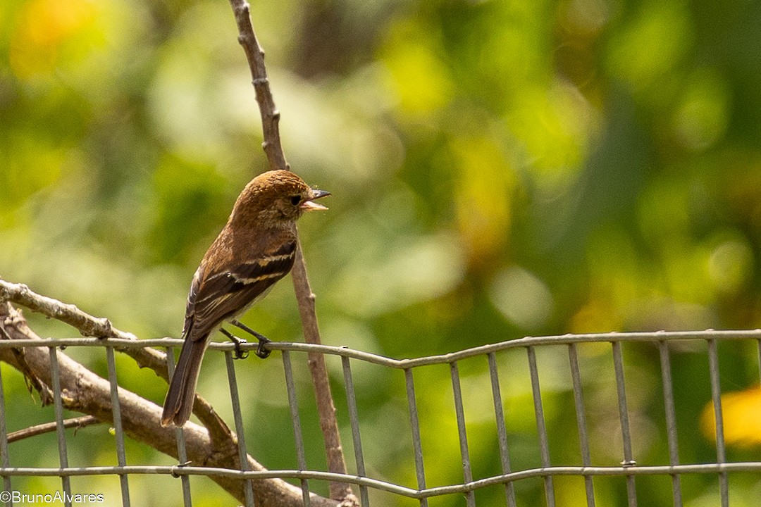 Курета іржаста - ML646872633