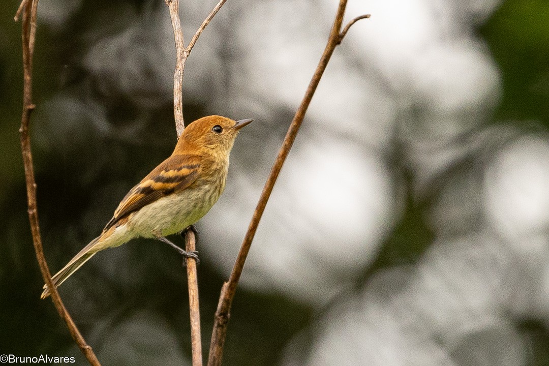 Курета іржаста - ML646872634