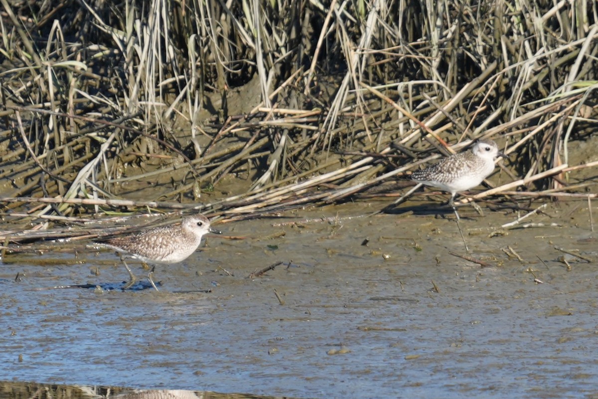 חופזי מנומר - ML646872635